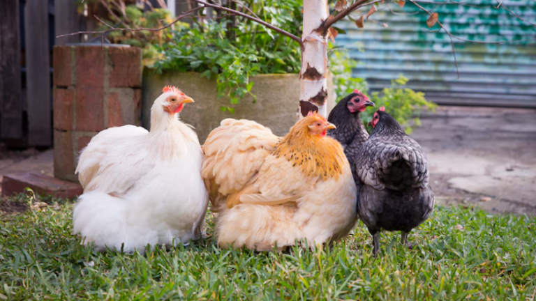 禽流感肆虐，ACT后院养殖场成为高风险场所！家禽展览被取消