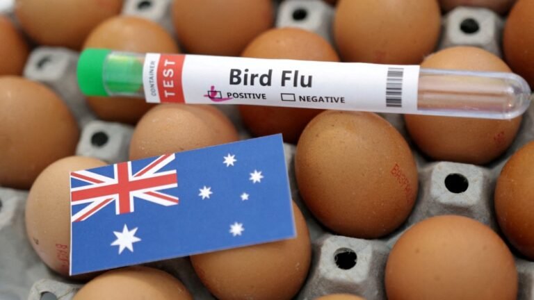 堪培拉地区检出第二例禽流感病例